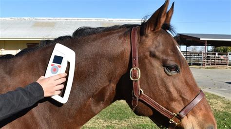 equine rfid system|equine identification microchip.